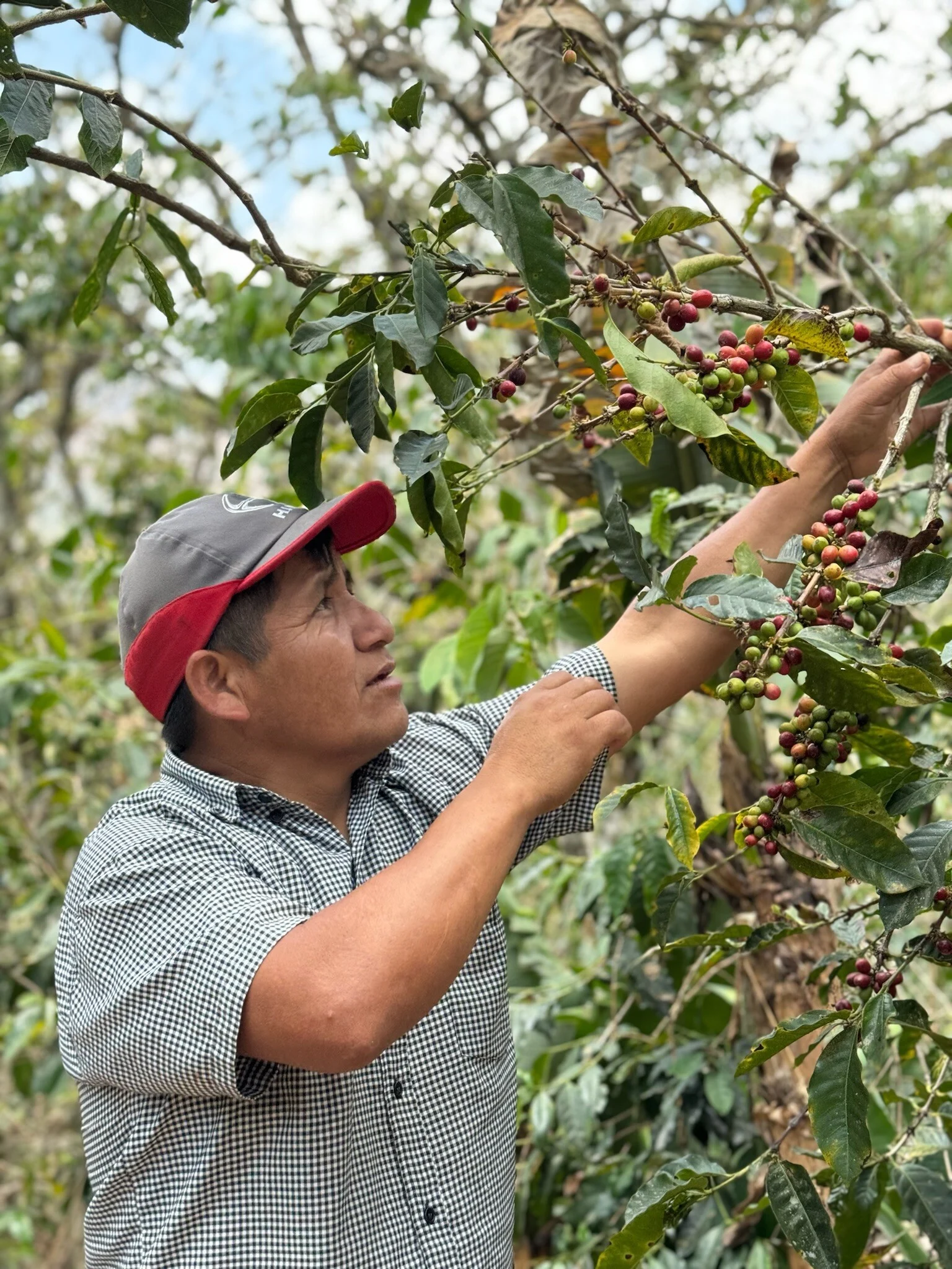 Øens Kaffe - Vores økologiske kaffeskov i Peru