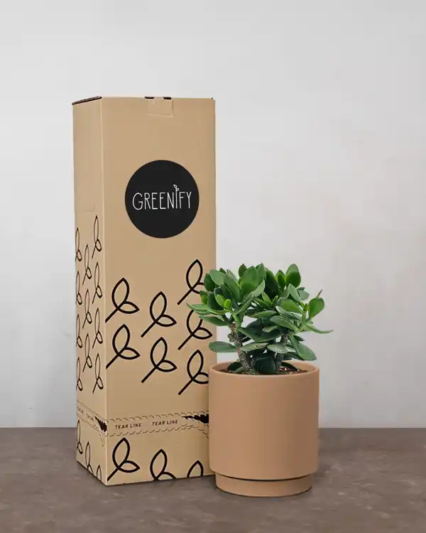 Paradistræ - Inkl. Gaveæske & Kort