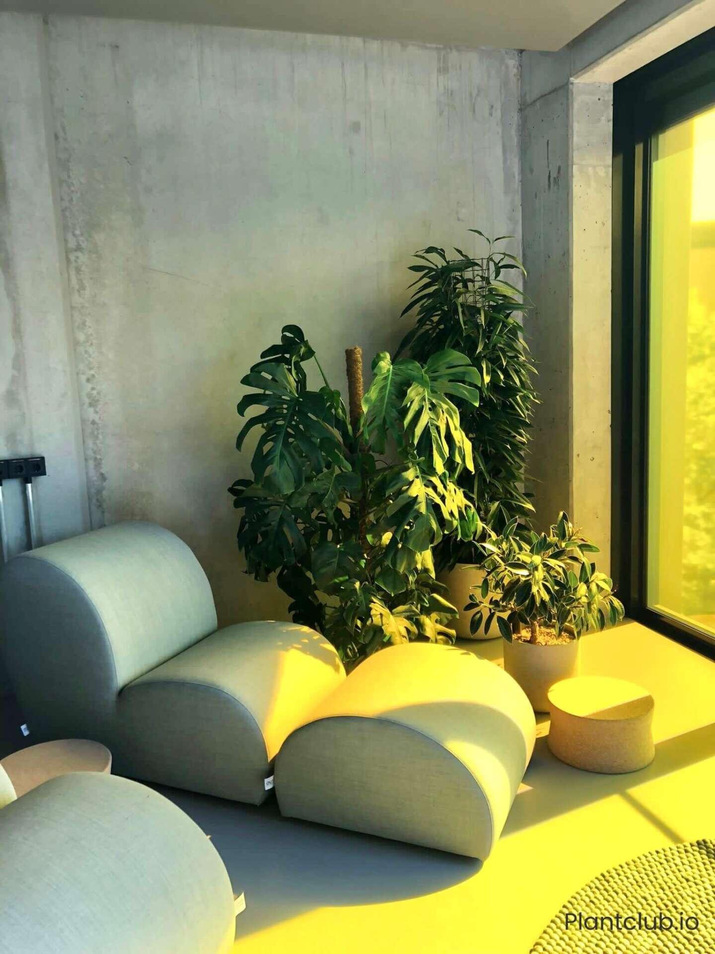 Plants