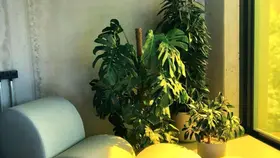 Plants