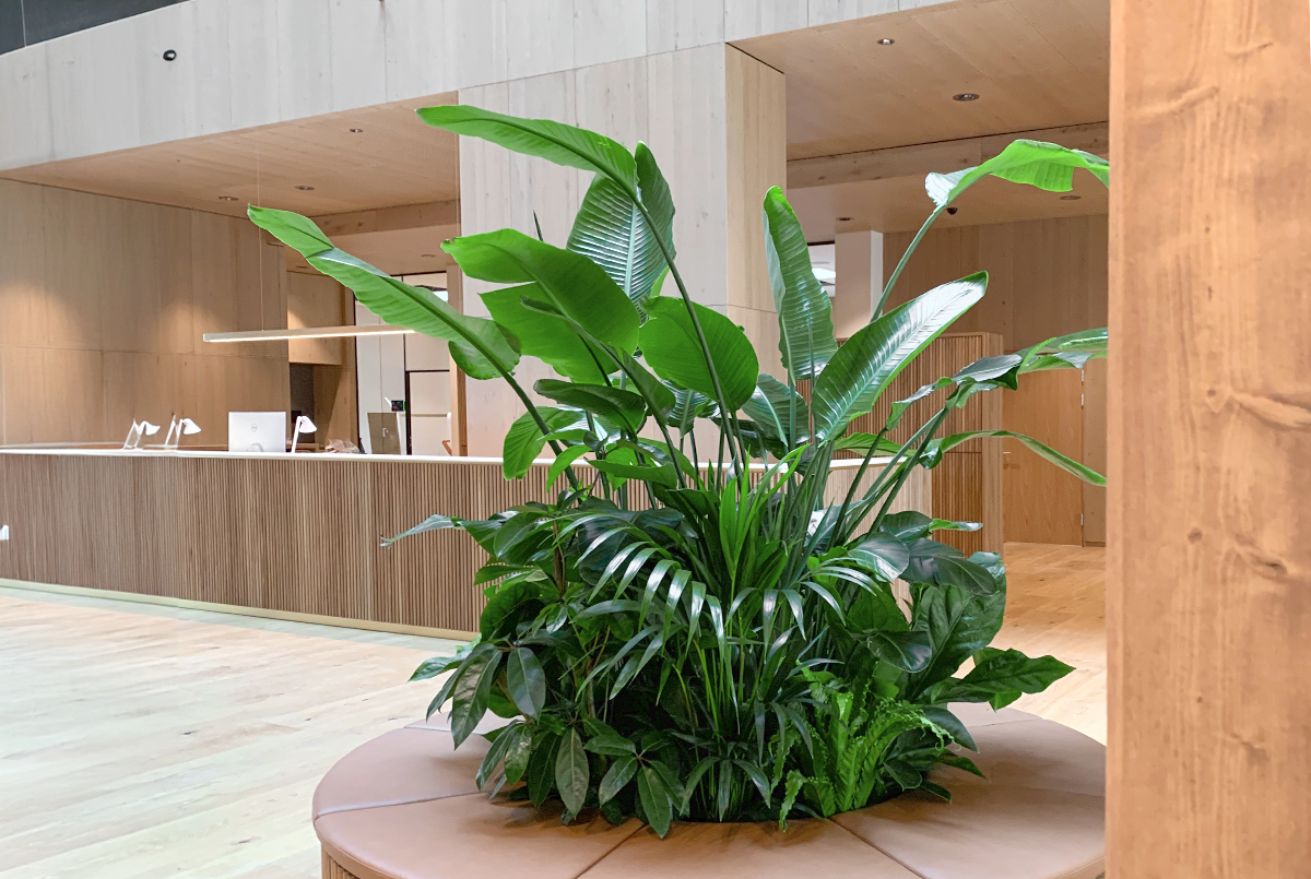 Greenify - Frodige sammenplantninger