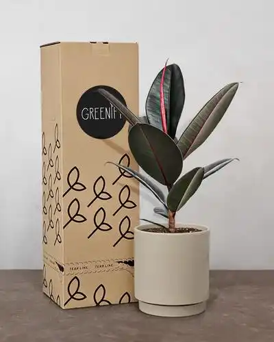Greenify - Firmagaver