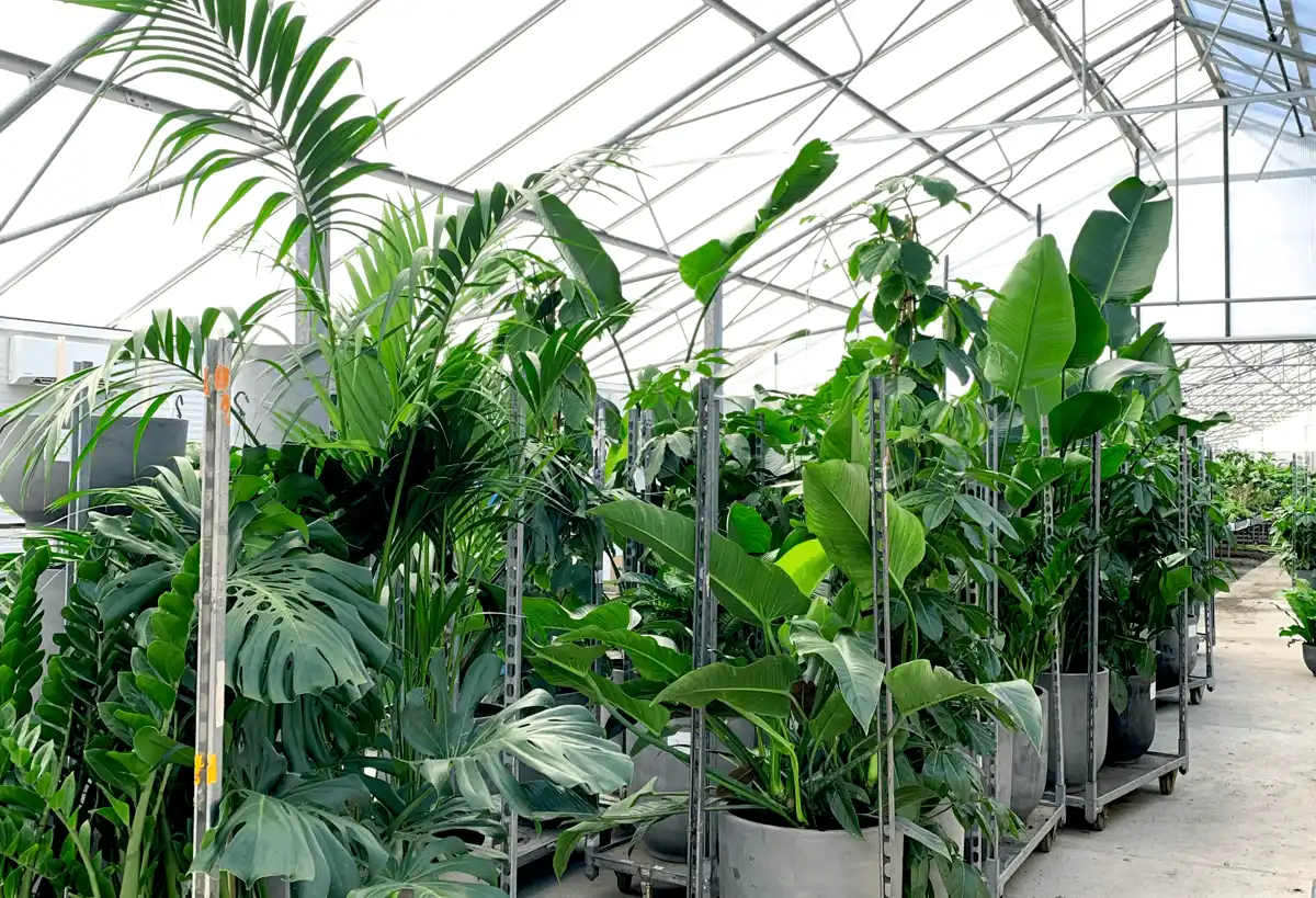 Greenify - Vores drivhus består af 4000 m2 med optimale vækstbetingelser