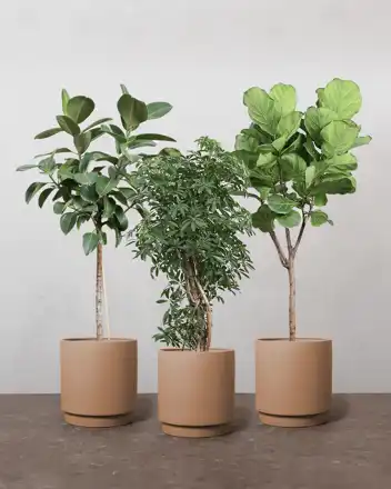 1-2-Træ Plantepakken