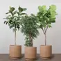 1-2-Træ Plantepakken