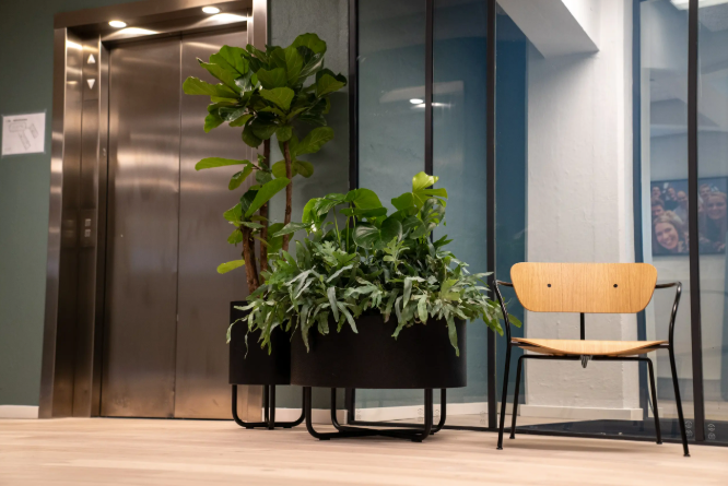 Plants