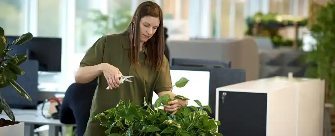 Daarbak Plant - Planteservice