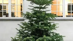 Christmas trees