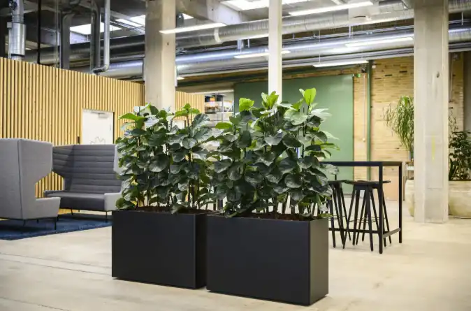 Daarbak Plant - Planteløsninger