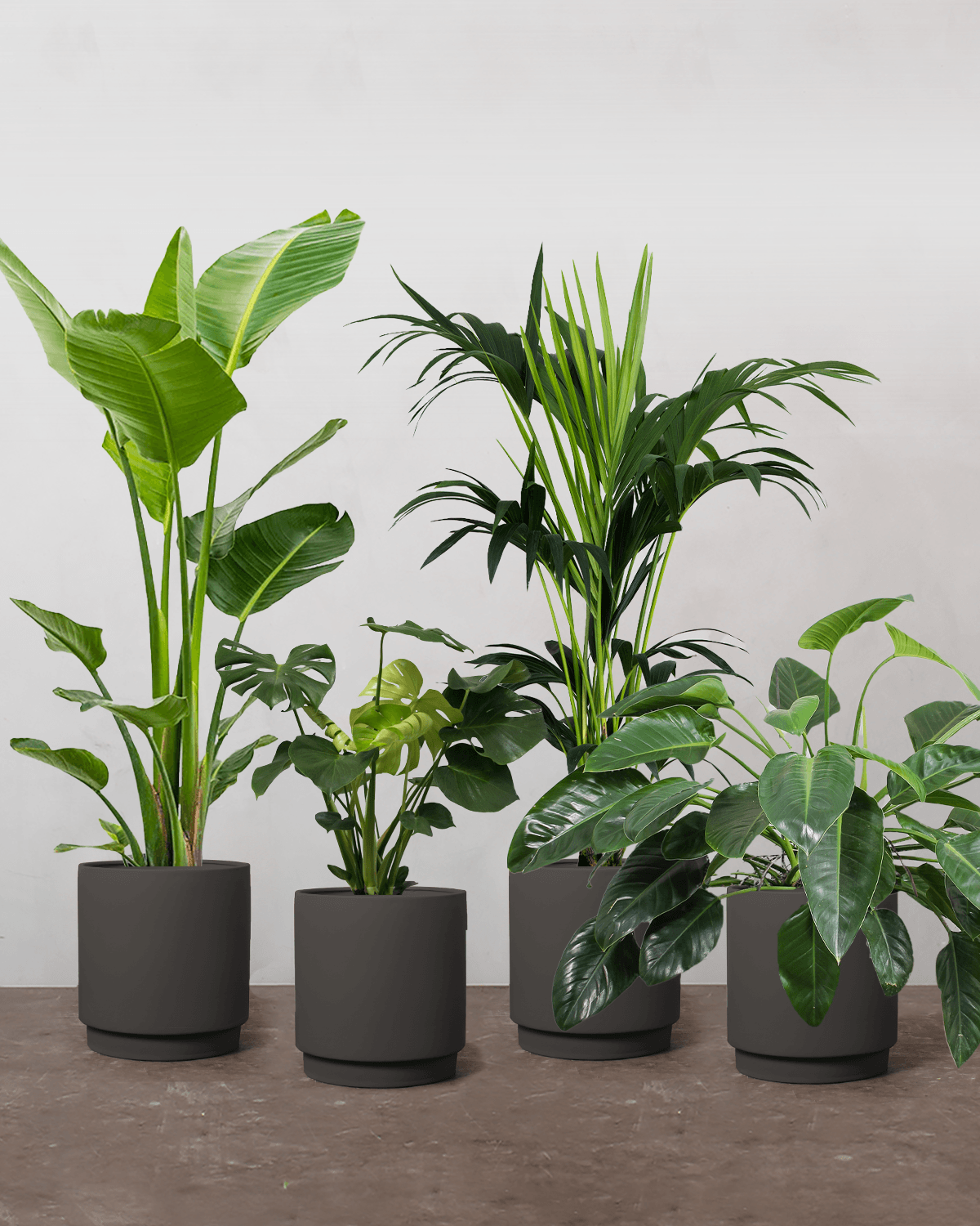 Junglepakken