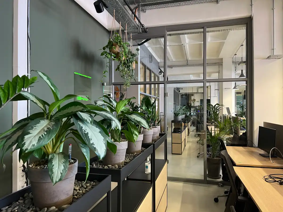 Plantclub - Schreibtischpflanzen für frische Energie im Alltag ☘️