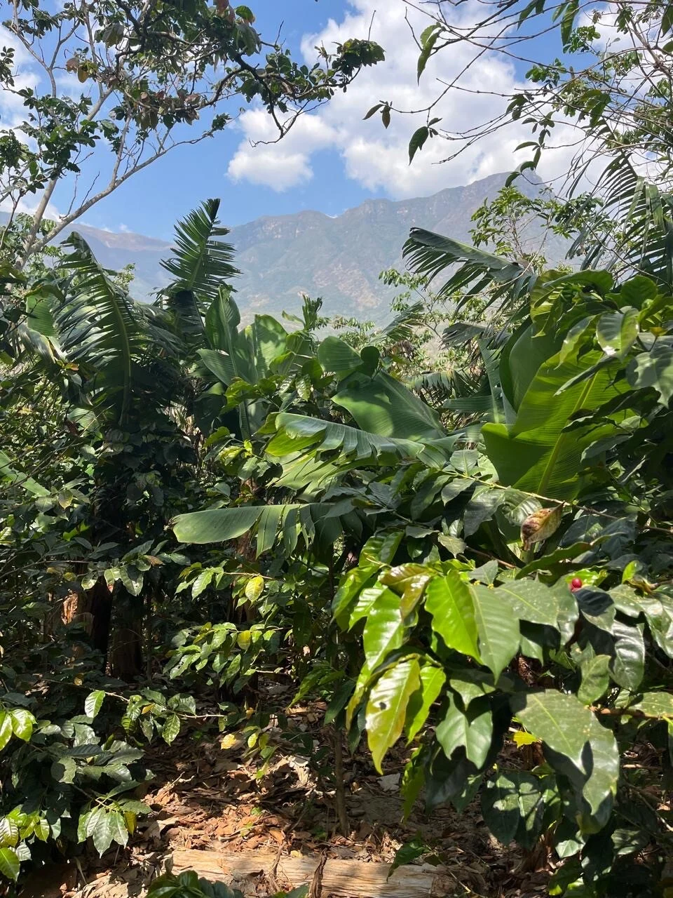 Øens Kaffe - Vores økologiske kaffeskov i Peru