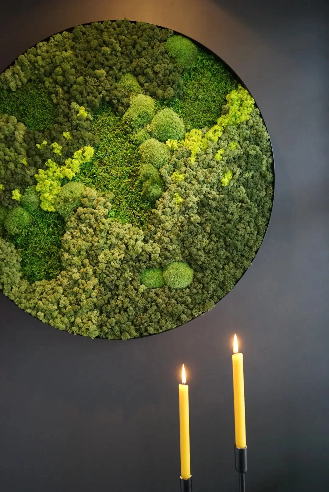 Daarbak Plant - Plantedekorationer