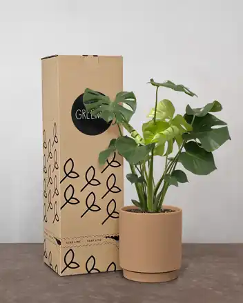 Monstera Deliciosa - Inkl. Gaveæske & Kort