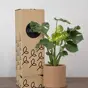Monstera Deliciosa - Inkl. Gaveæske & Kort
