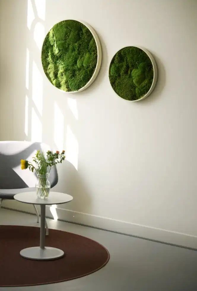 Daarbak Plant - Plantevægge