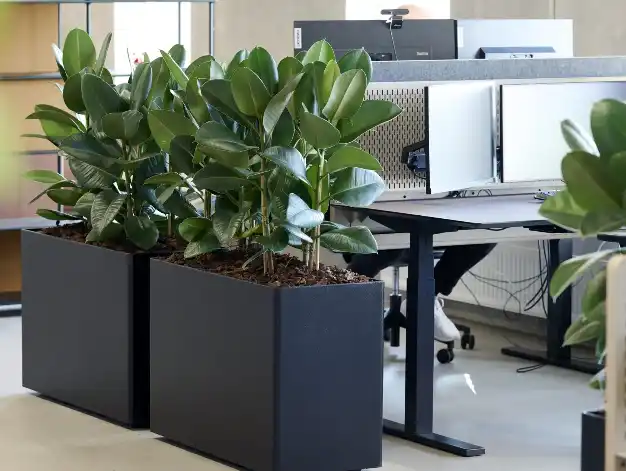 Daarbak Plant - Planteservice