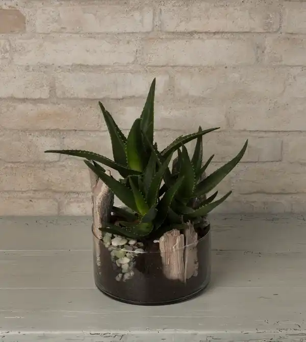 Grøn dekoration i glas (6747)