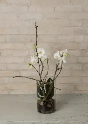 Orkidé i glas (7453)