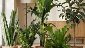 Plants